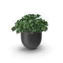Terra ceramic plant pot