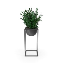 Planta decorativa Verde