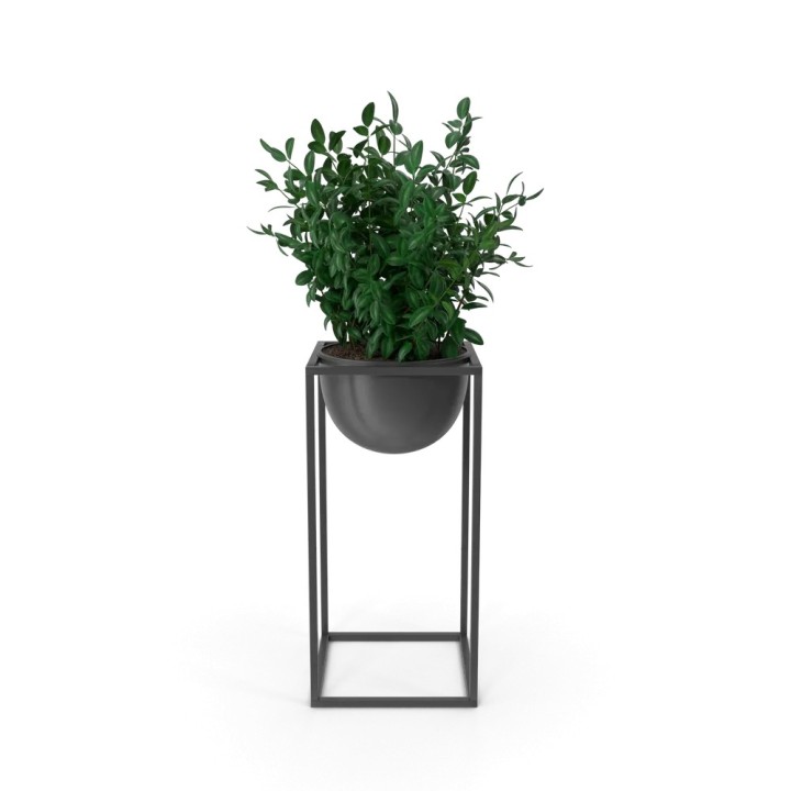 Verde decorative plant