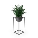Verde decorative plant