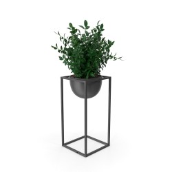 Verde decorative plant