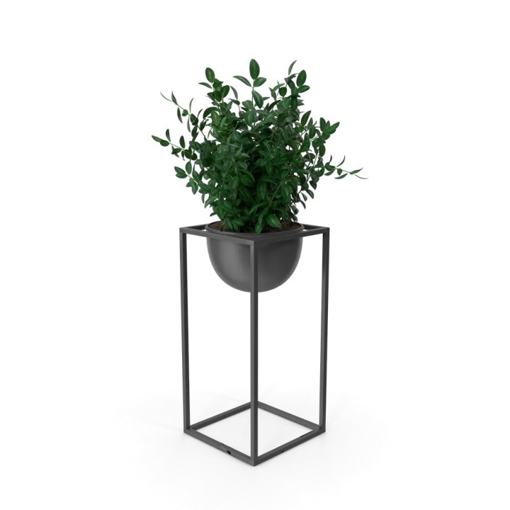 Verde decorative plant