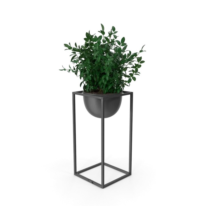 Verde decorative plant